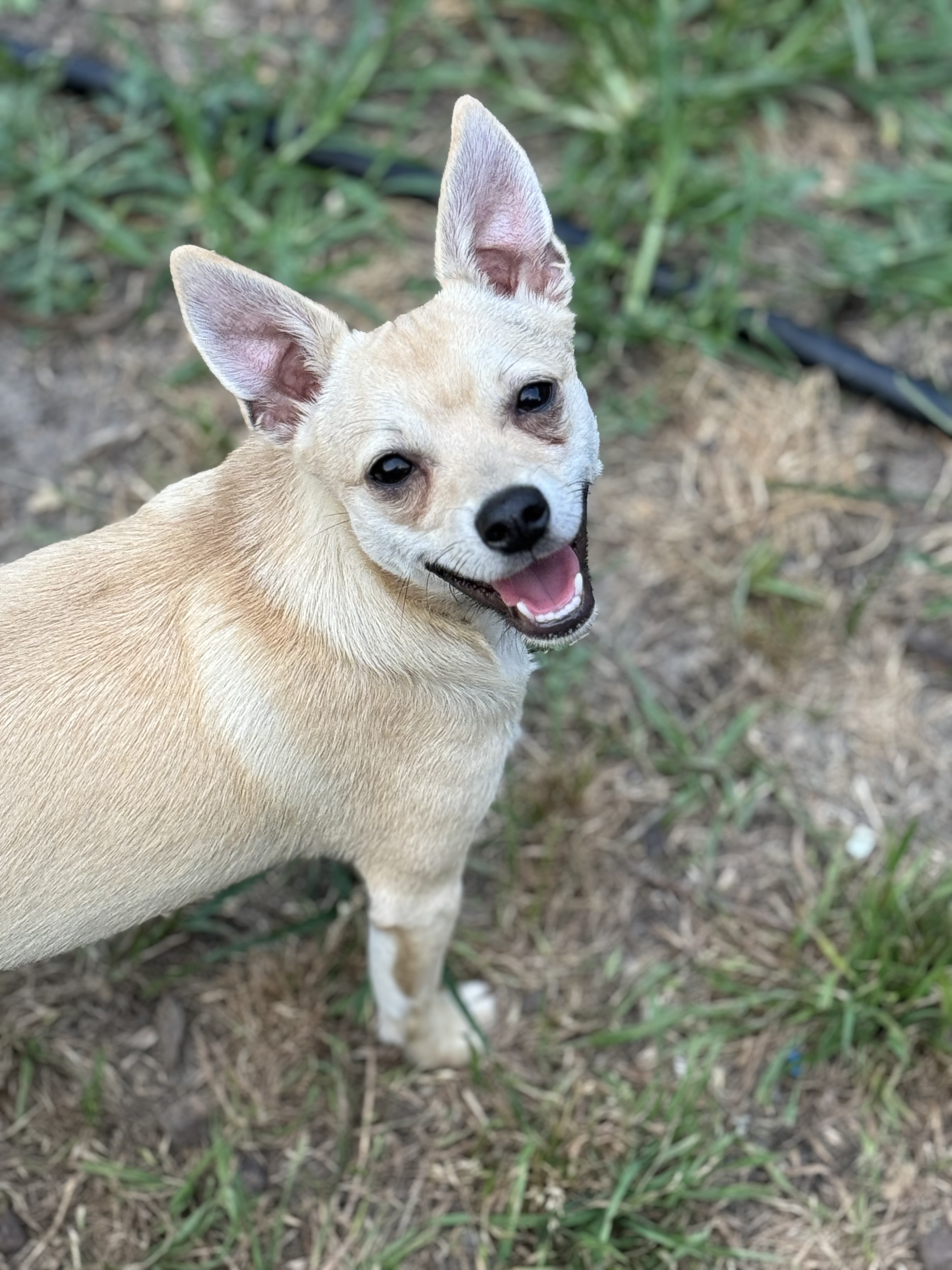 TOBY, a Adoptable Chihuahua in Grand Prairie, TX image 2/3