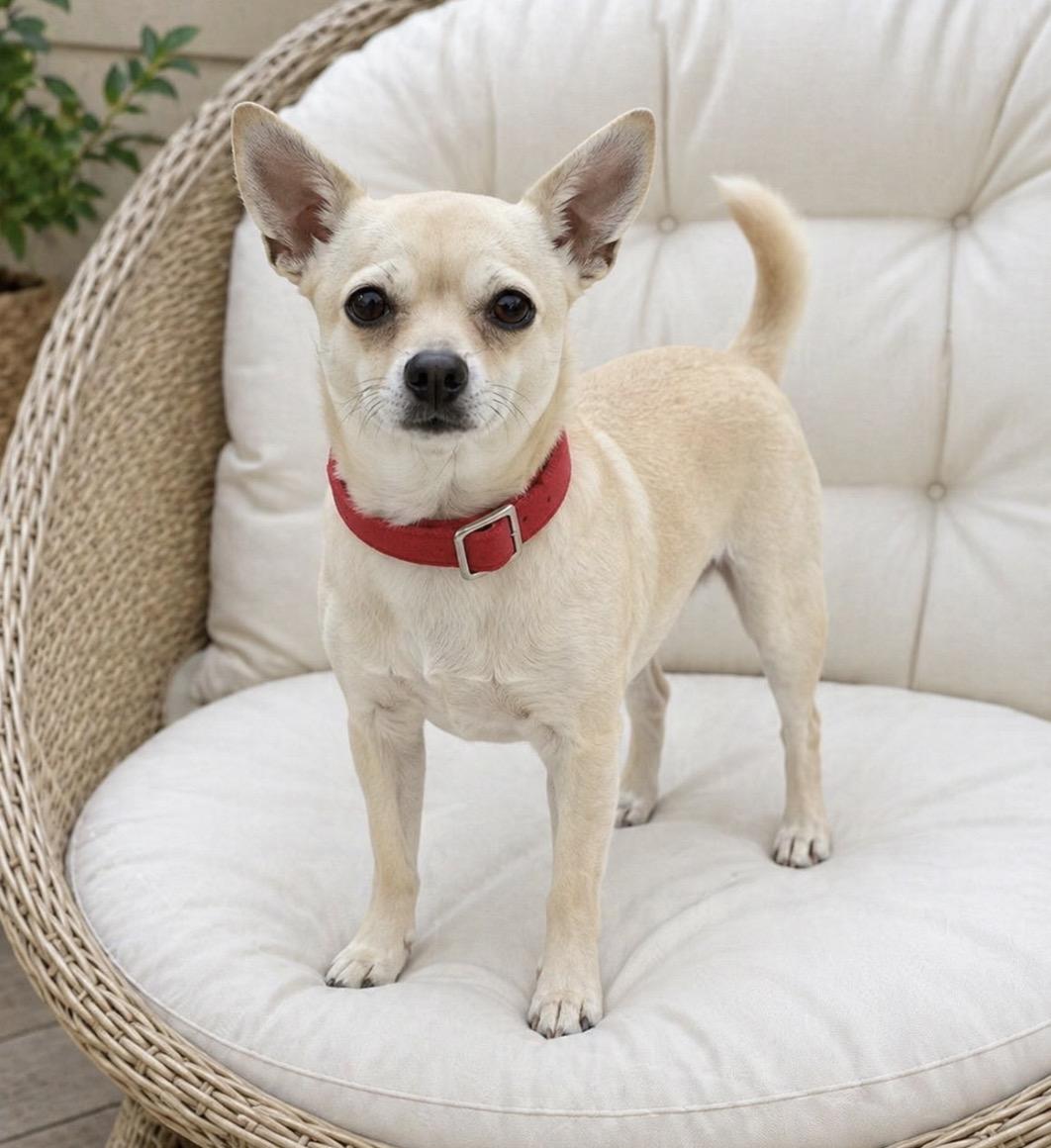 Enlarge TOBY, a Adoptable Chihuahua in Grand Prairie, TX image 2/2