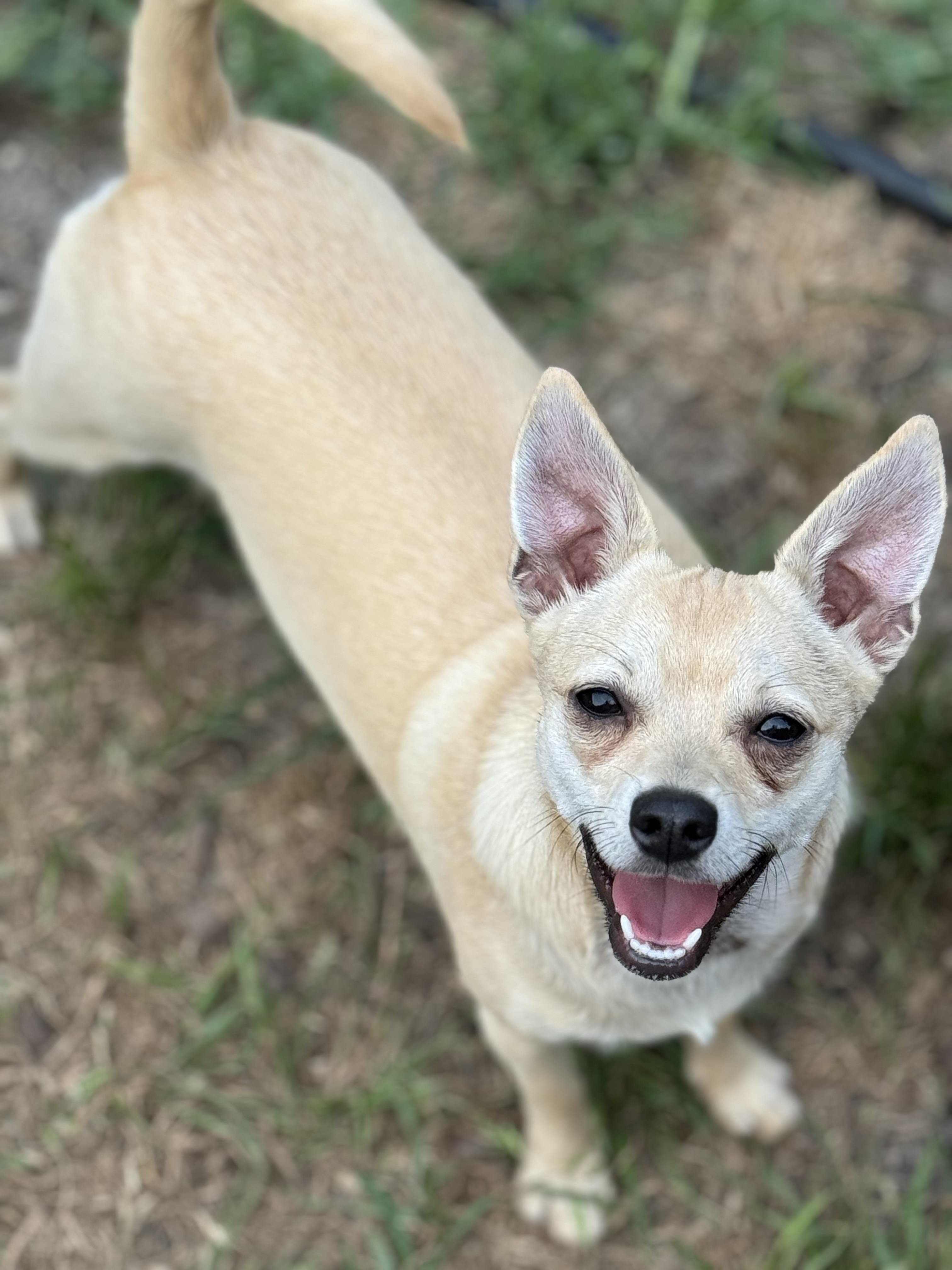 TOBY, a Adoptable Chihuahua in Grand Prairie, TX image 3/3