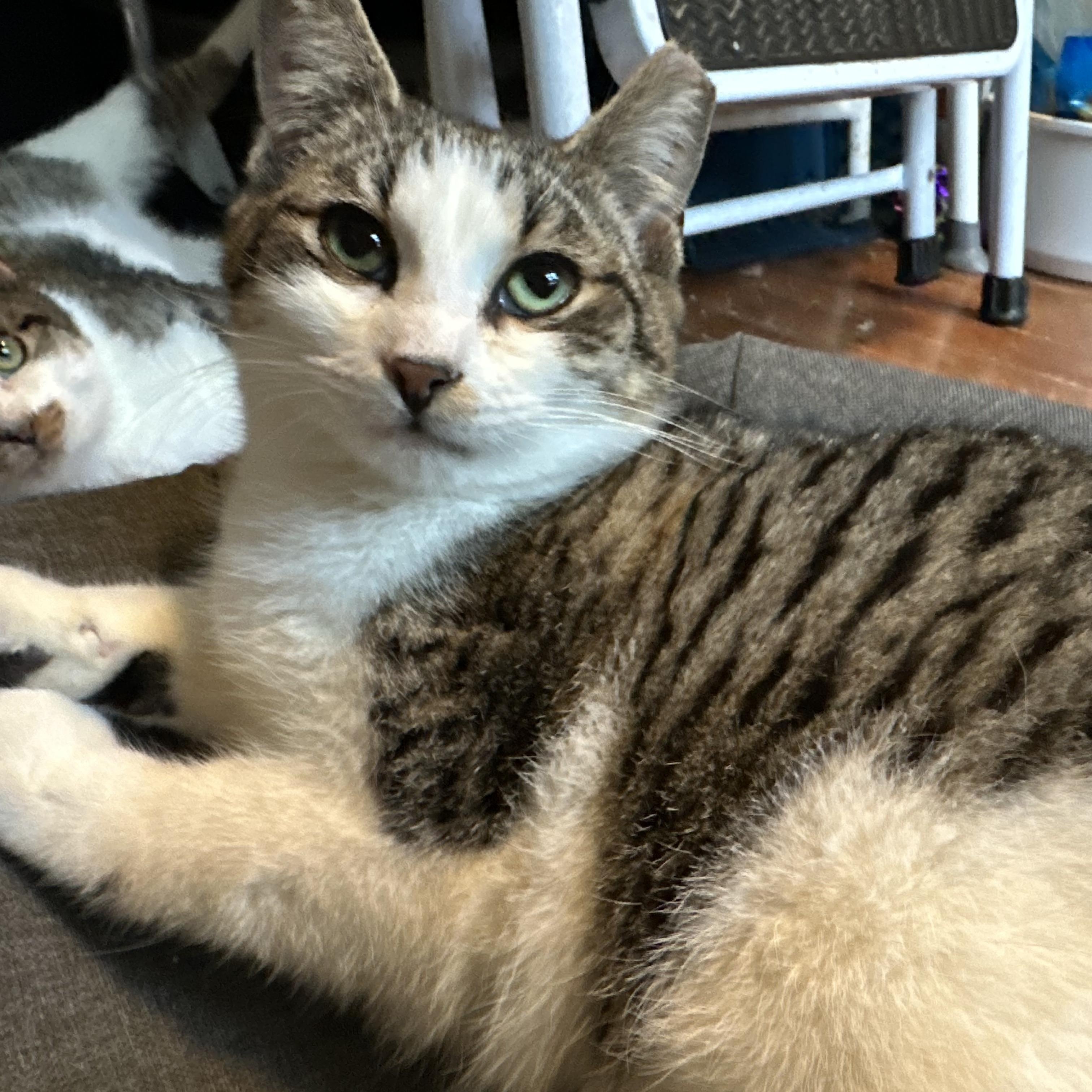 Garth Algar, ADOPTABLE, Kitten Male Domestic Short Hair.