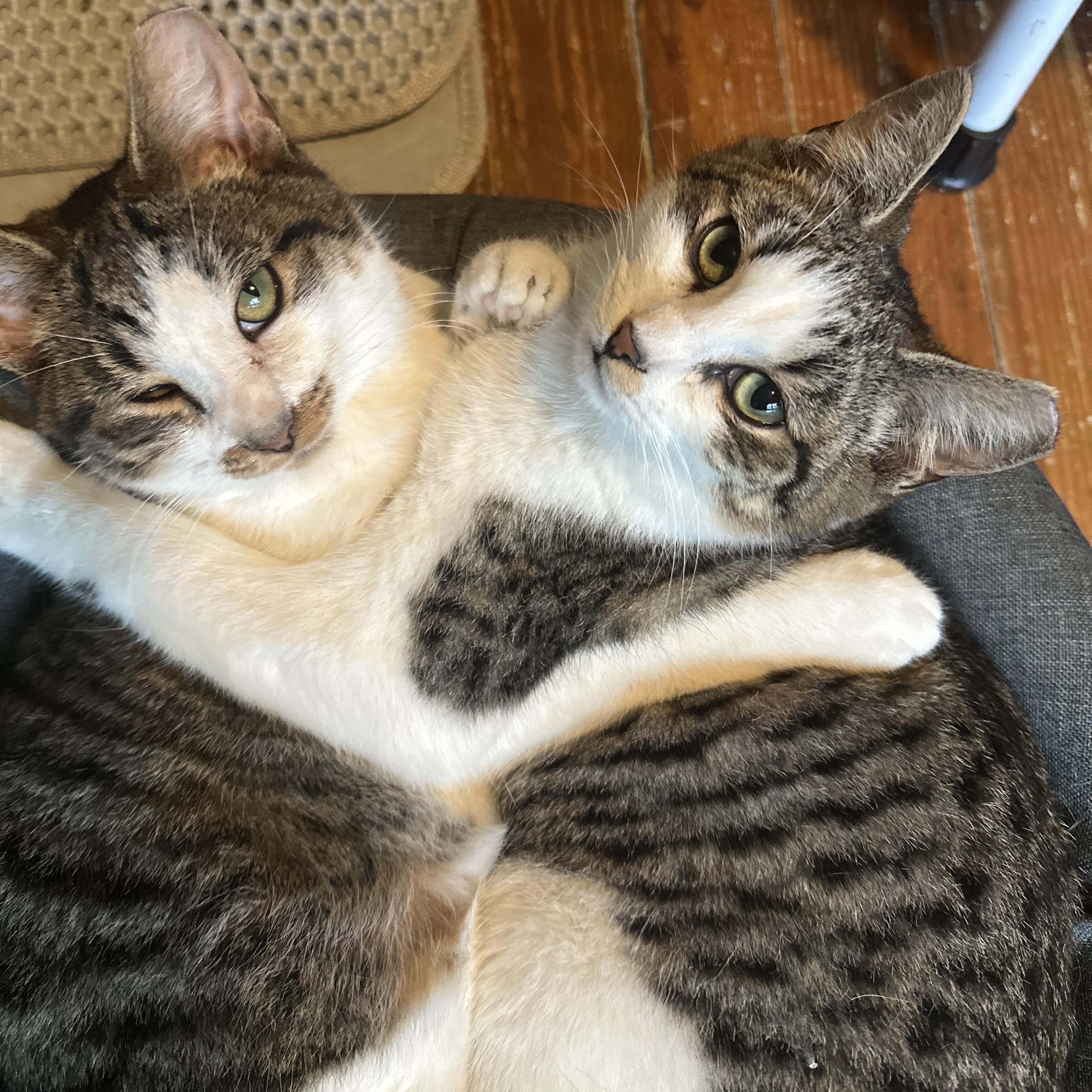 Enlarge Garth Algar, a ADOPTABLE Domestic Short Hair in Wilmington, NC image 4/4