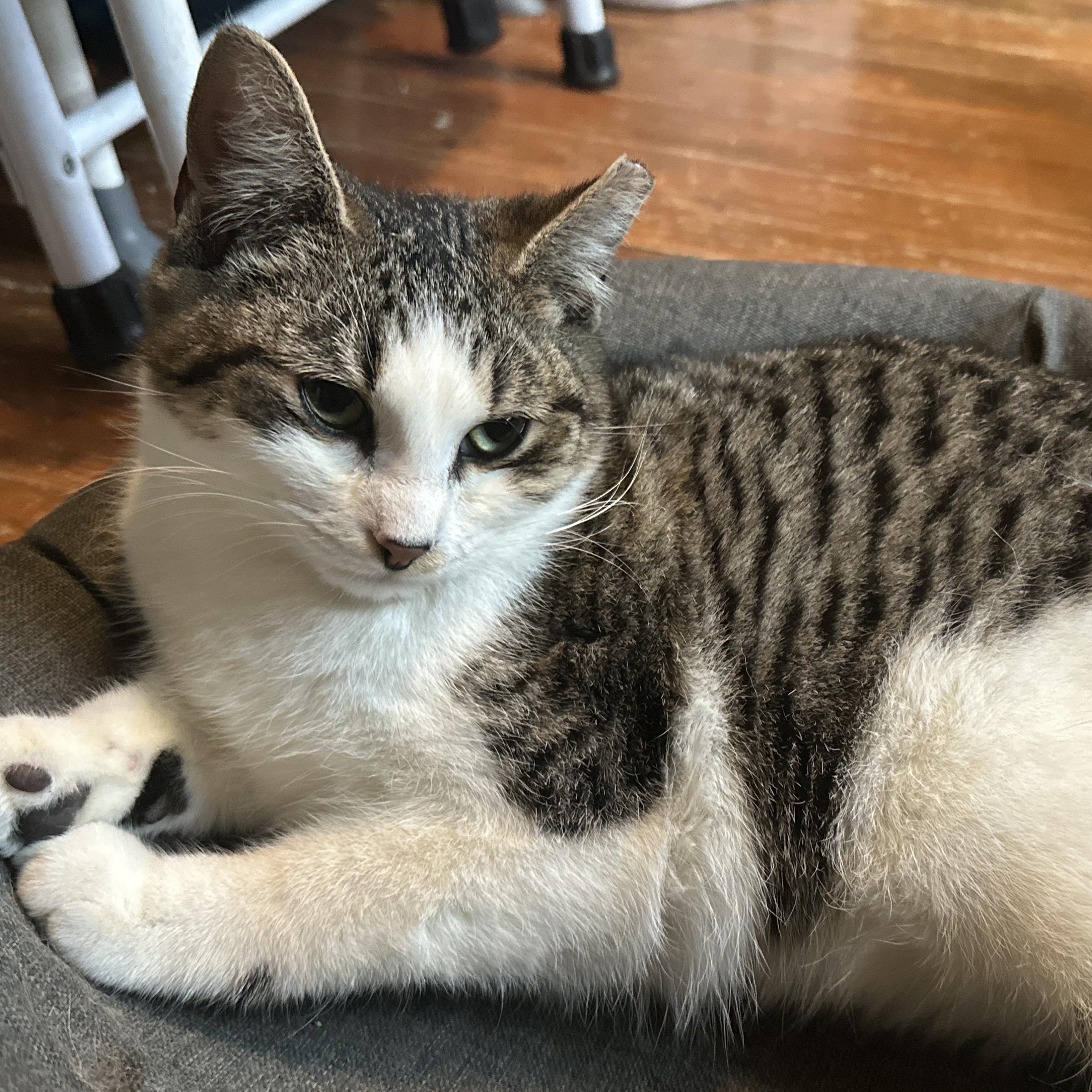 Enlarge Garth Algar, a ADOPTABLE Domestic Short Hair in Wilmington, NC image 2/4