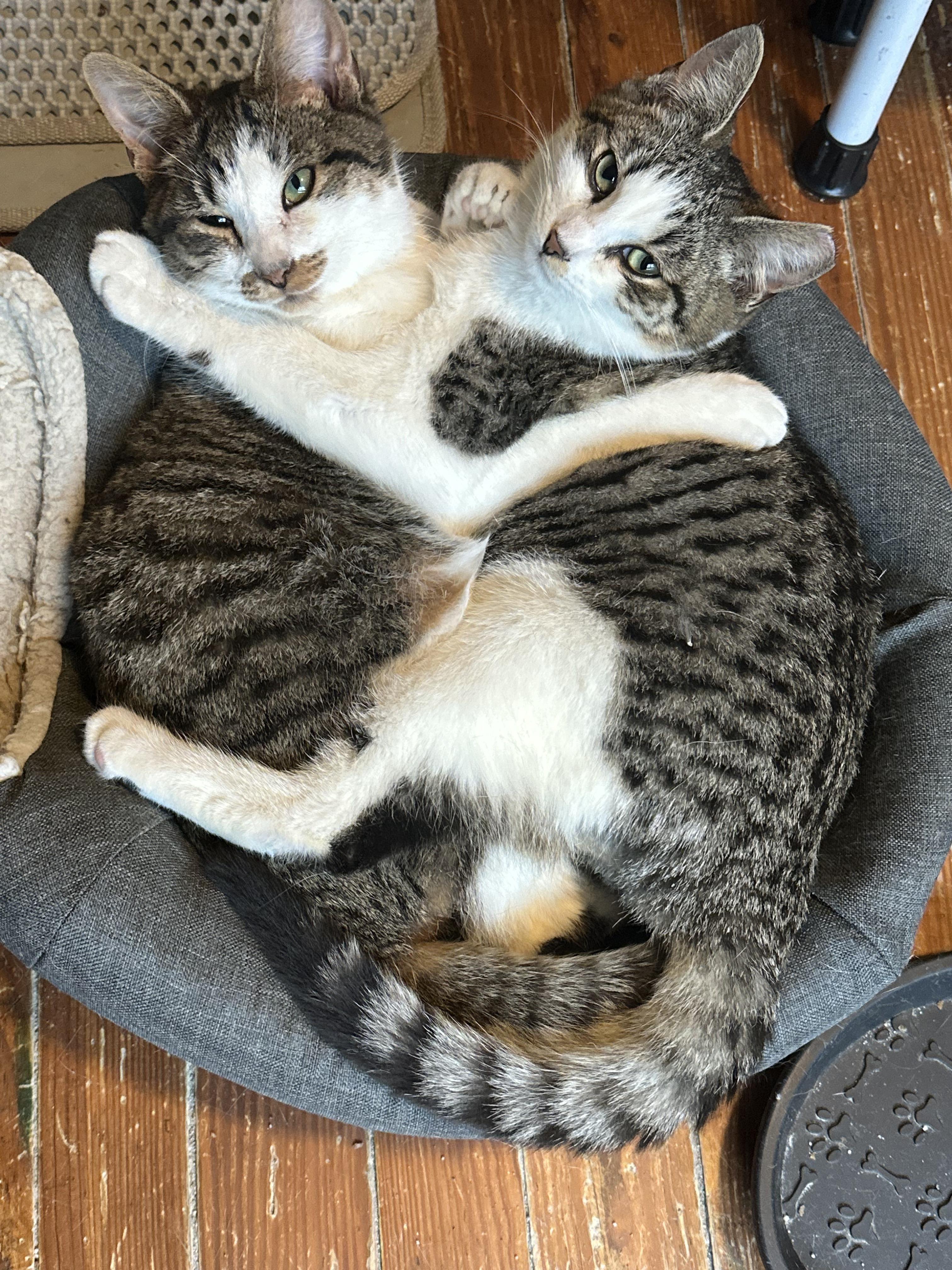 Enlarge Garth Algar, a ADOPTABLE Domestic Short Hair in Wilmington, NC image 3/4