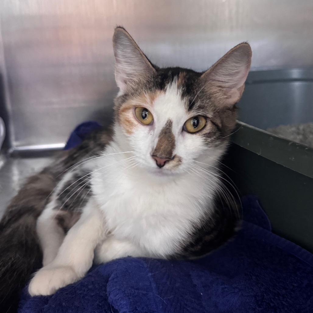 Potion 29930, Adoptable, Adult Female Domestic Medium Hair.