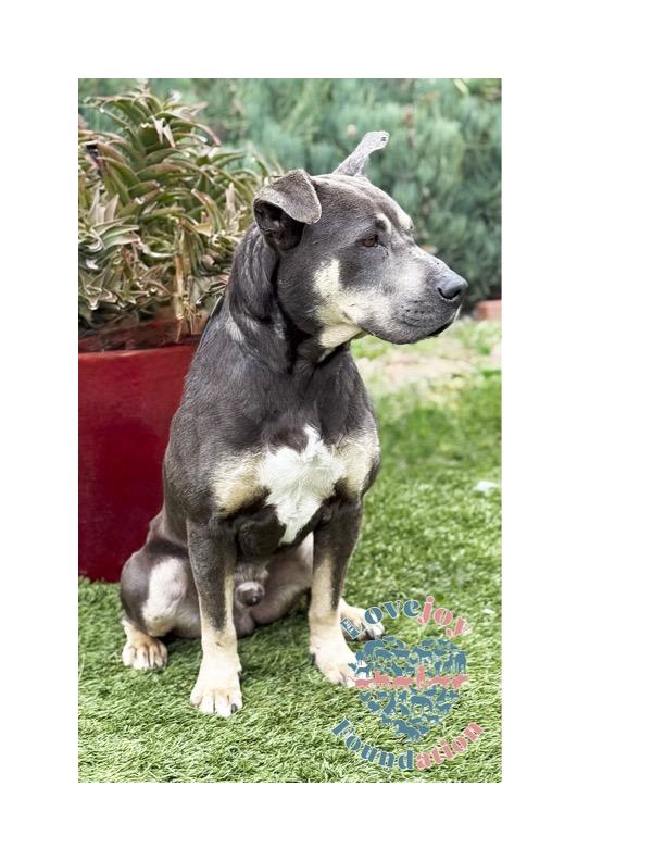 Jeffrey COH, a ADOPTABLE mixed breed in Inglewood, CA image 3/3