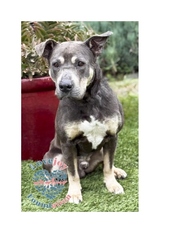 Jeffrey COH, a ADOPTABLE mixed breed in Inglewood, CA image 2/3