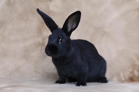 Enlarge Stella, a Adoptable Bunny Rabbit in Scotts Valley, CA image 2/3