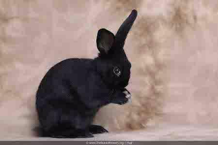 Enlarge Stella, a Adoptable Bunny Rabbit in Scotts Valley, CA image 1/3