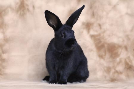 Enlarge Stella, a Adoptable Bunny Rabbit in Scotts Valley, CA image 2/3