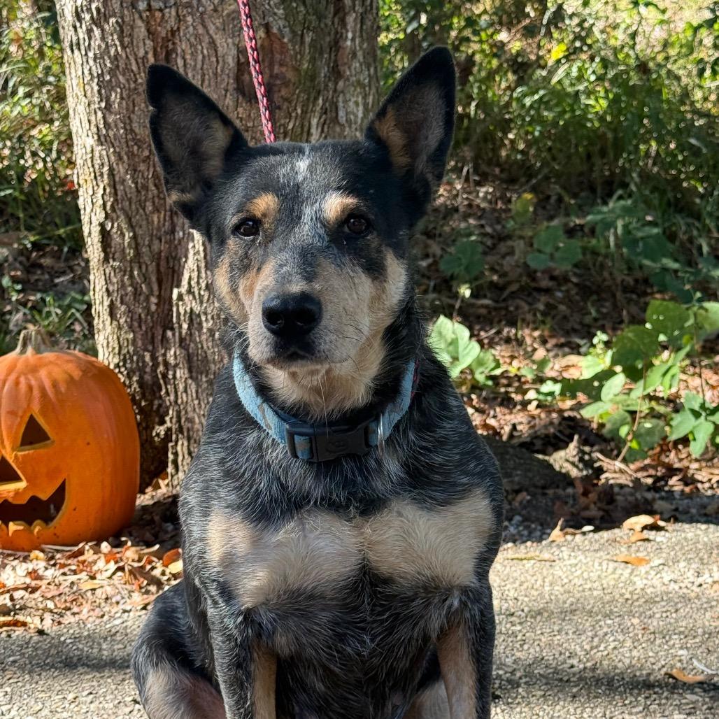 Enlarge Roux, a Adoptable mixed breed in Monroeville, AL image 1/1