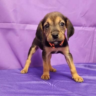 Ragnar, a Adoptable mixed breed in North Myrtle Beach, SC image 2/2
