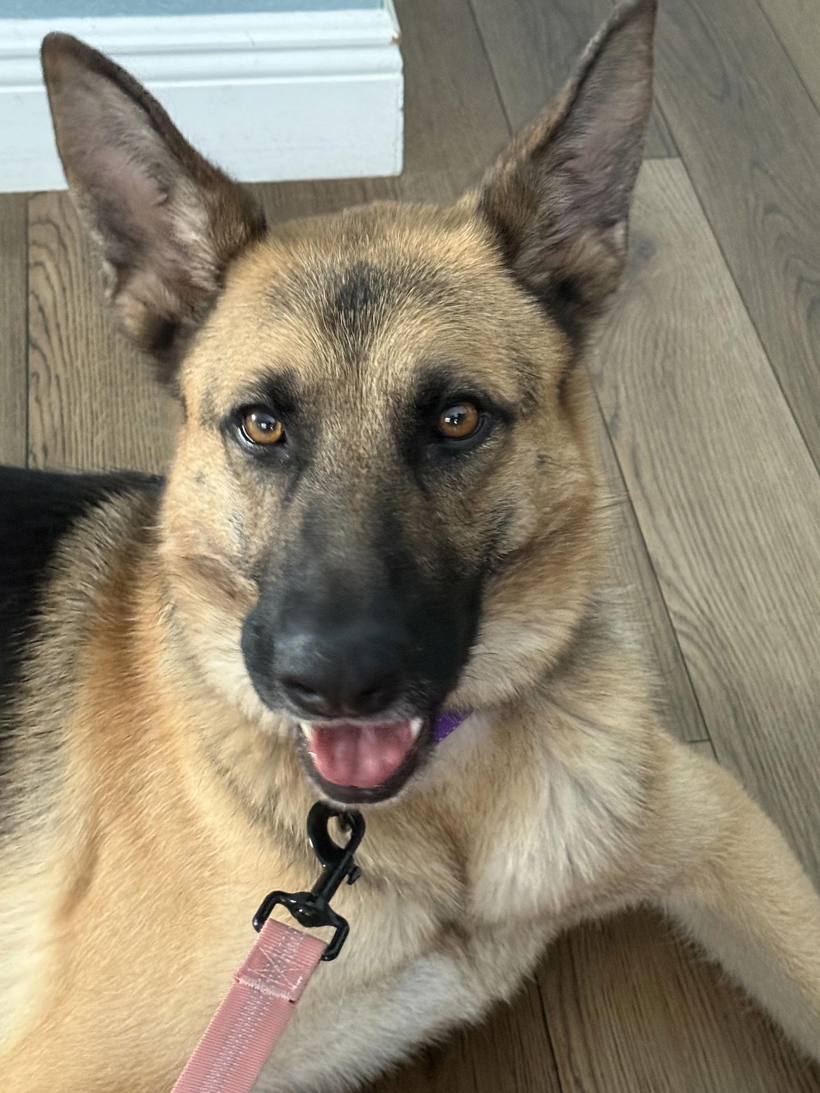 Enlarge Kira, a Adoptable German Shepherd Dog in Lighthouse Point, FL image 1/3