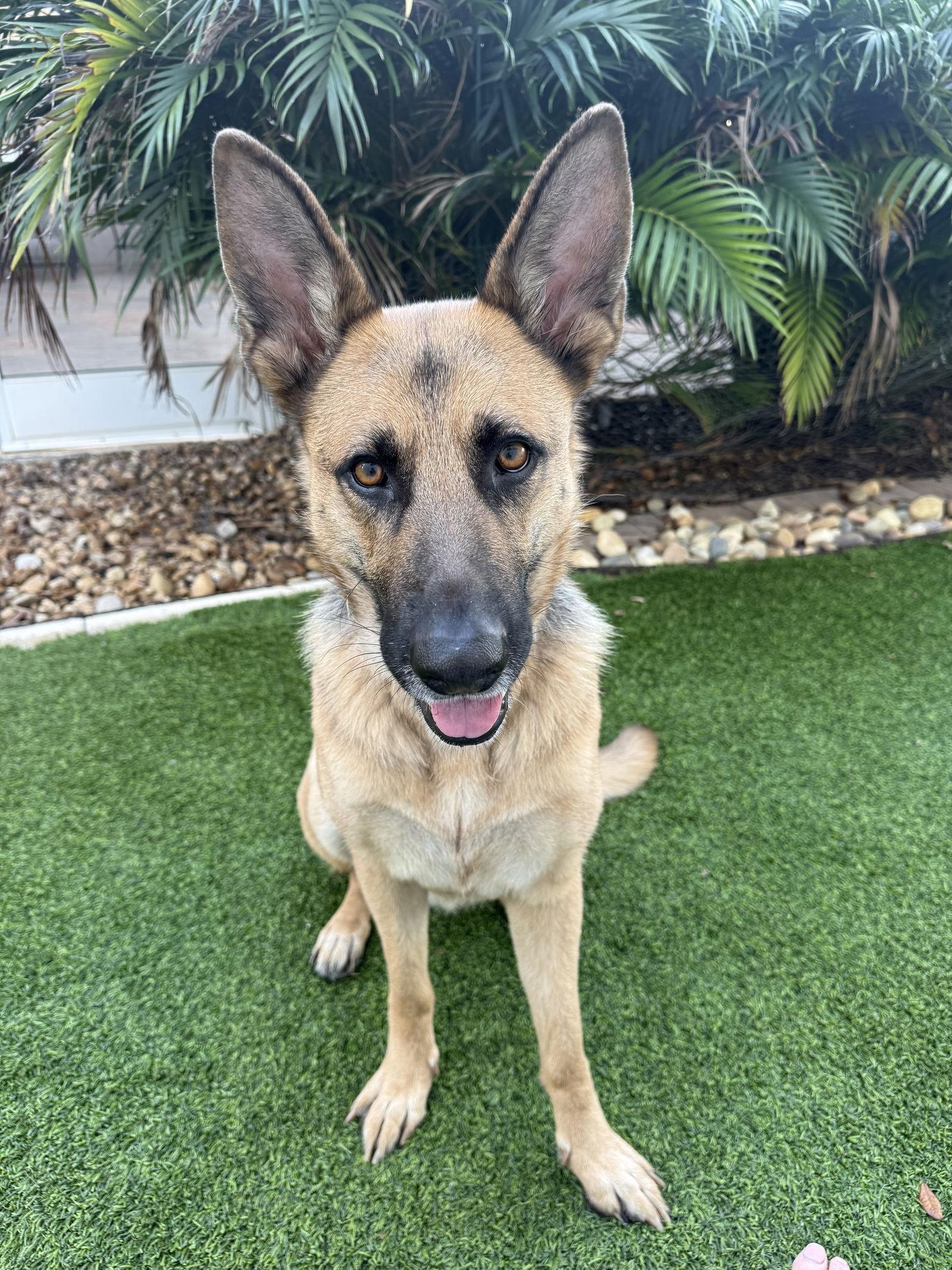 Enlarge Kira, a Adoptable German Shepherd Dog in Lighthouse Point, FL image 2/3