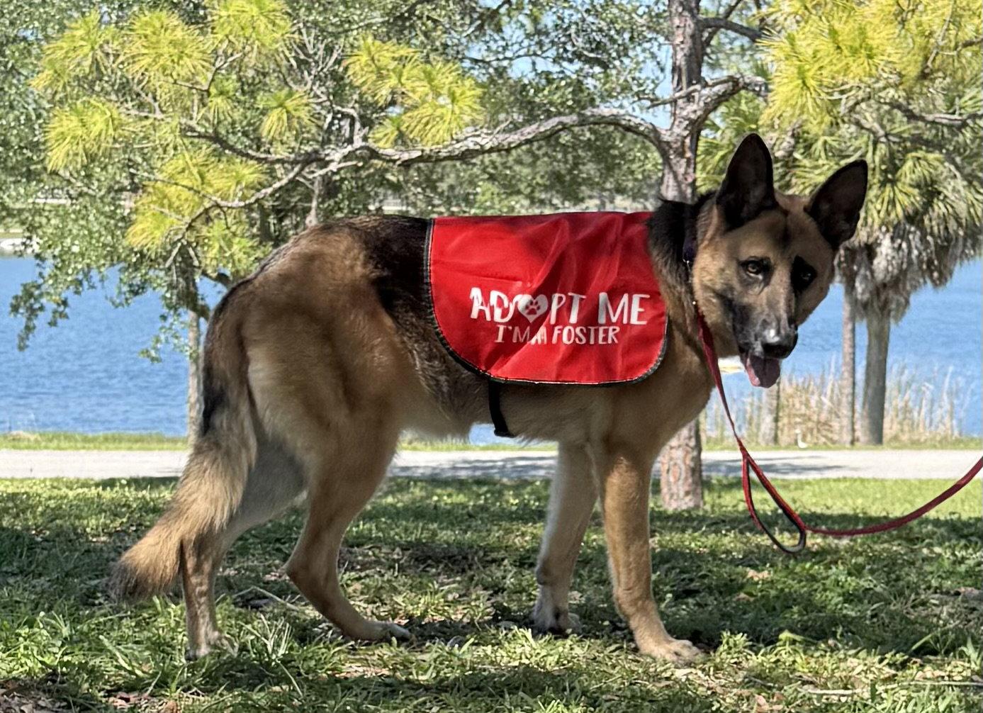 Kira, Adoptable, Adult Female German Shepherd Dog.