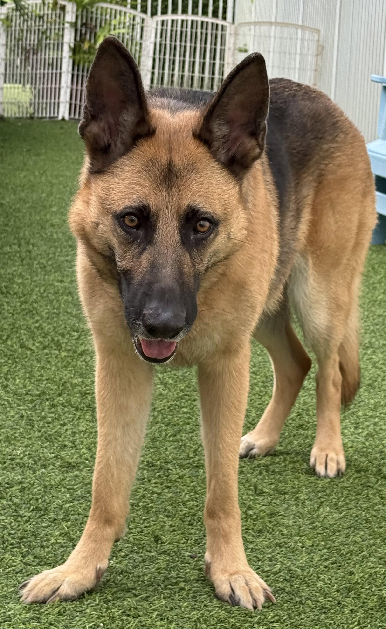Enlarge Kira, a Adoptable German Shepherd Dog in Lighthouse Point, FL image 2/3