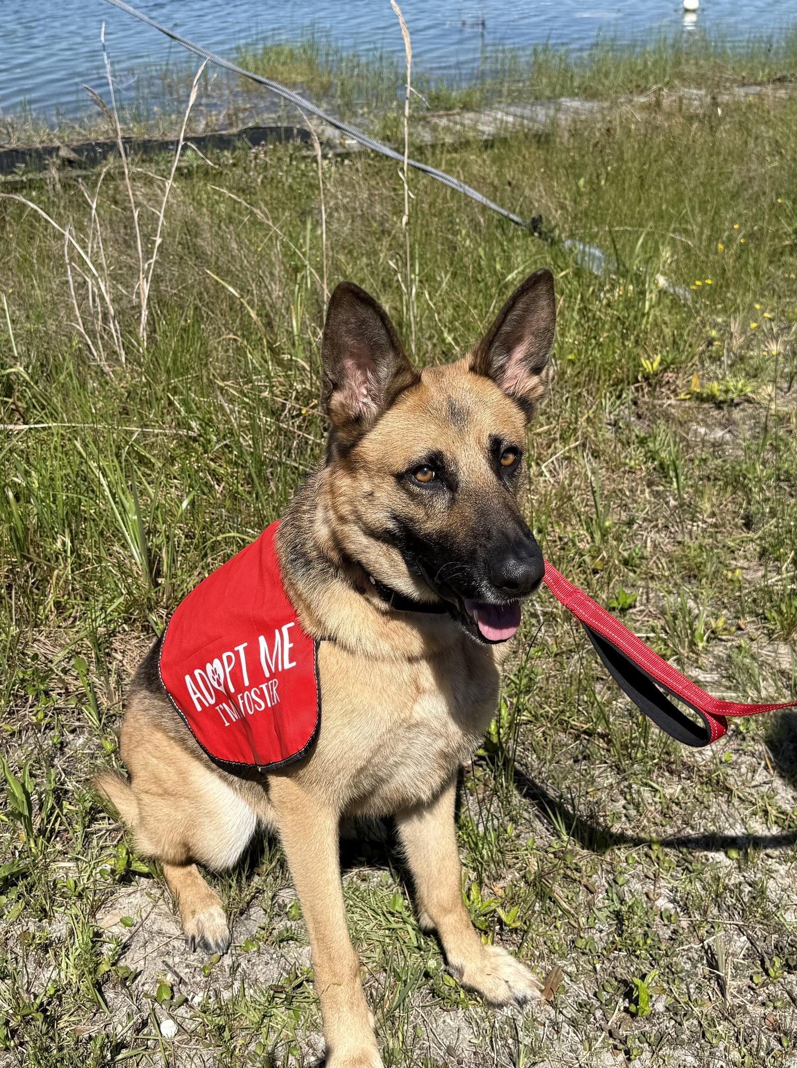 Enlarge Kira, a Adoptable German Shepherd Dog in Lighthouse Point, FL image 3/3