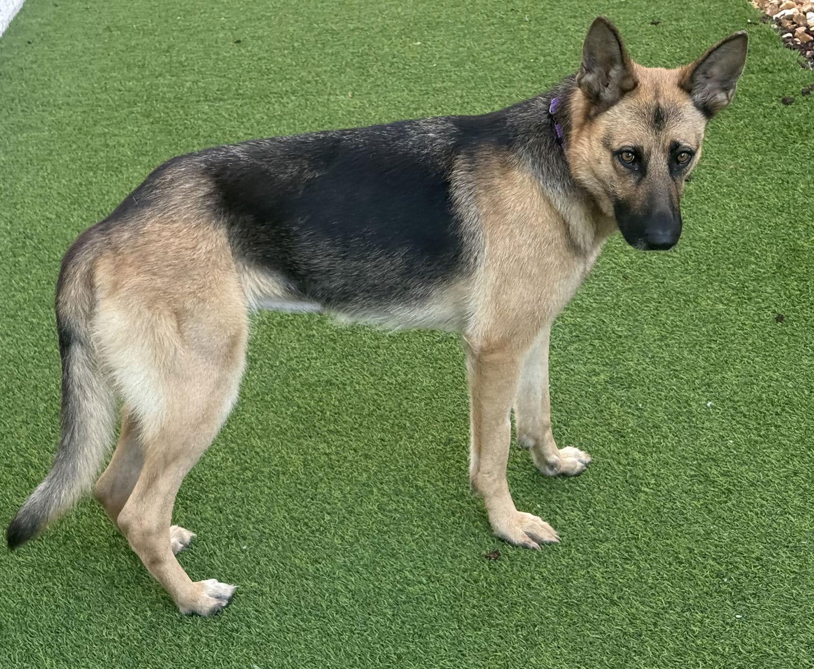 Enlarge Kira, a Adoptable German Shepherd Dog in Lighthouse Point, FL image 2/3