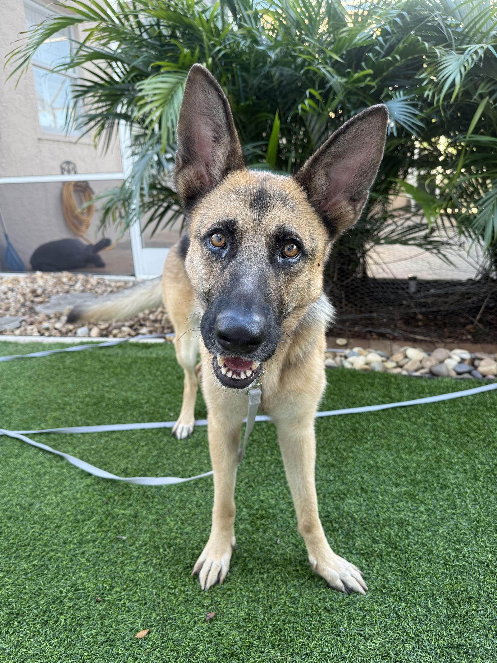 Enlarge Kira, a Adoptable German Shepherd Dog in Lighthouse Point, FL image 2/3