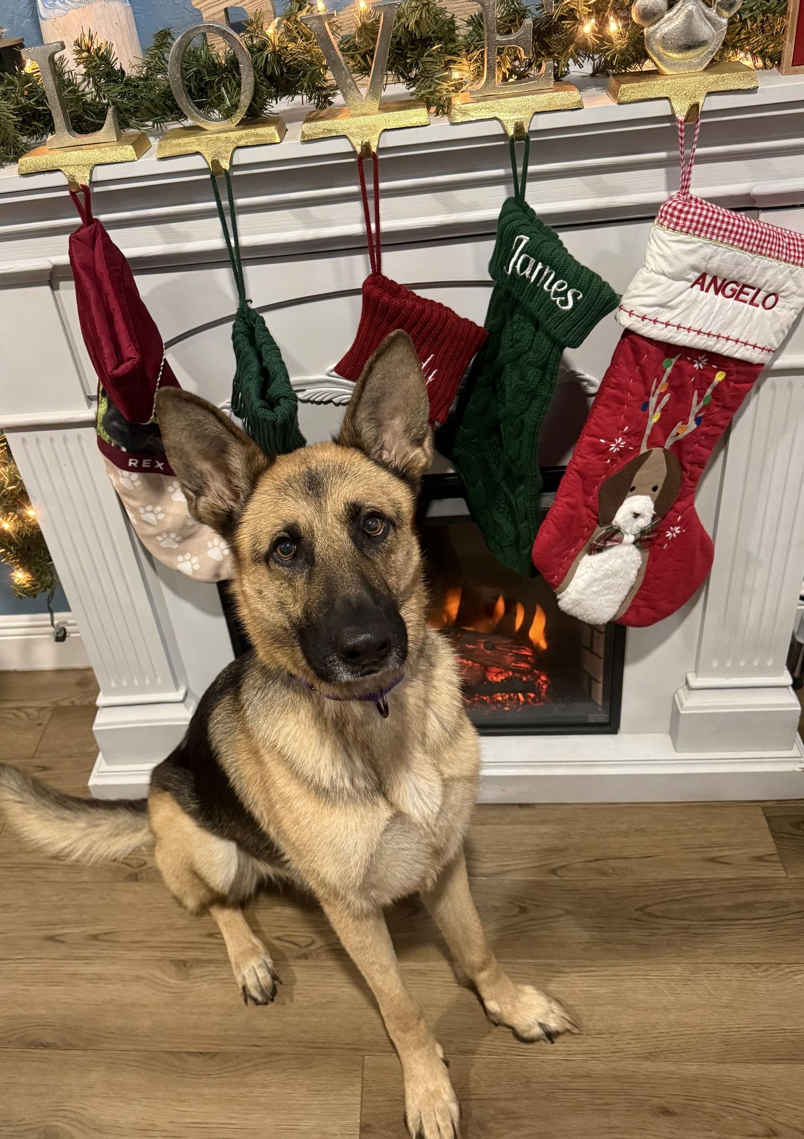 Enlarge Kira, a Adoptable German Shepherd Dog in Lighthouse Point, FL image 3/3