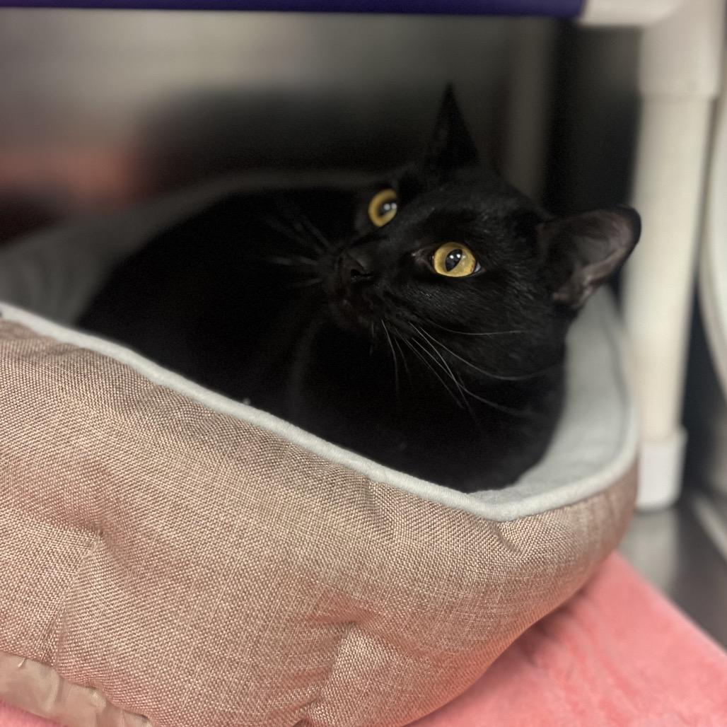 Willie, Adoptable, Young Male Domestic Short Hair.