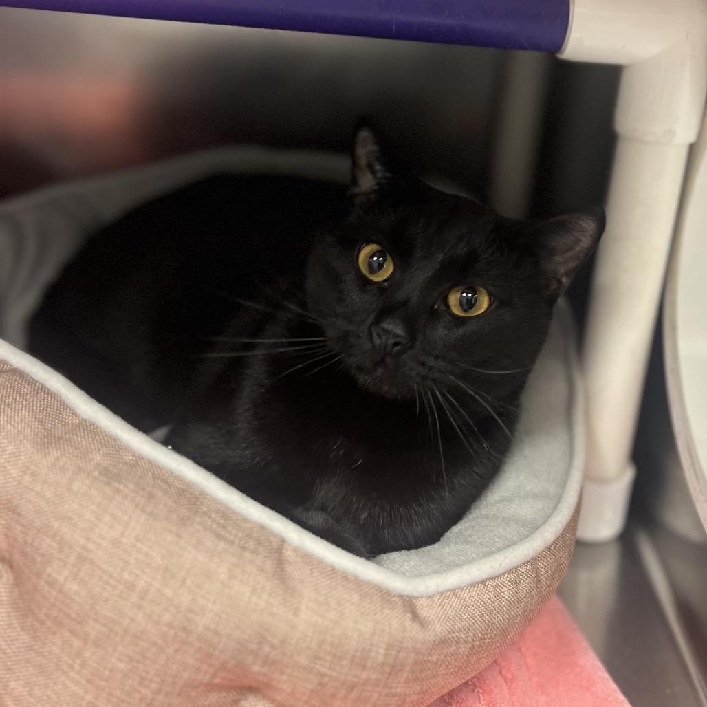 Enlarge Willie, a Adoptable Domestic Short Hair in Marysville, OH image 2/3
