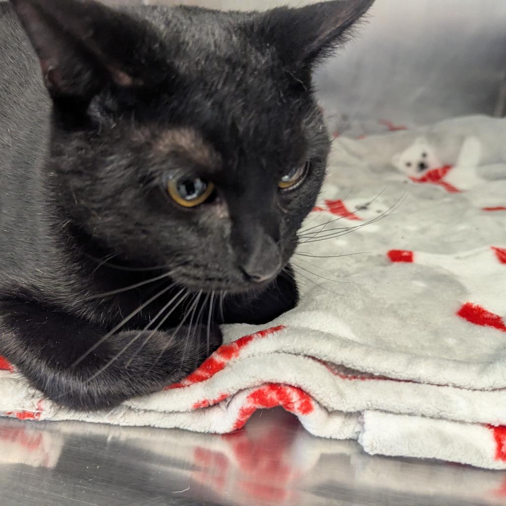 Enlarge Willie, a Adoptable Domestic Short Hair in Marysville, OH image 3/3