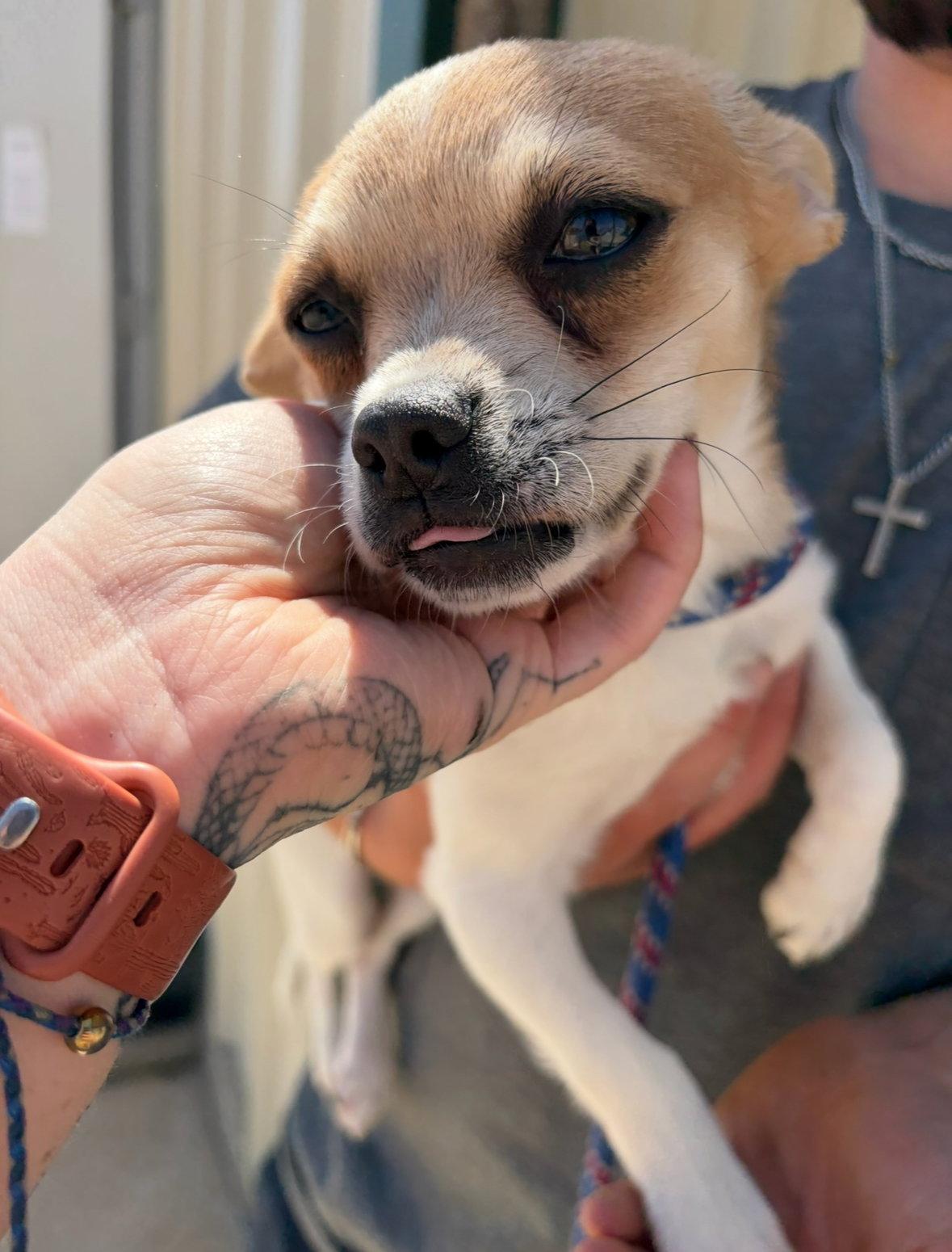 SPONSOR ME - Roger, a Adoptable Chihuahua in Grafton, WI image 1/3