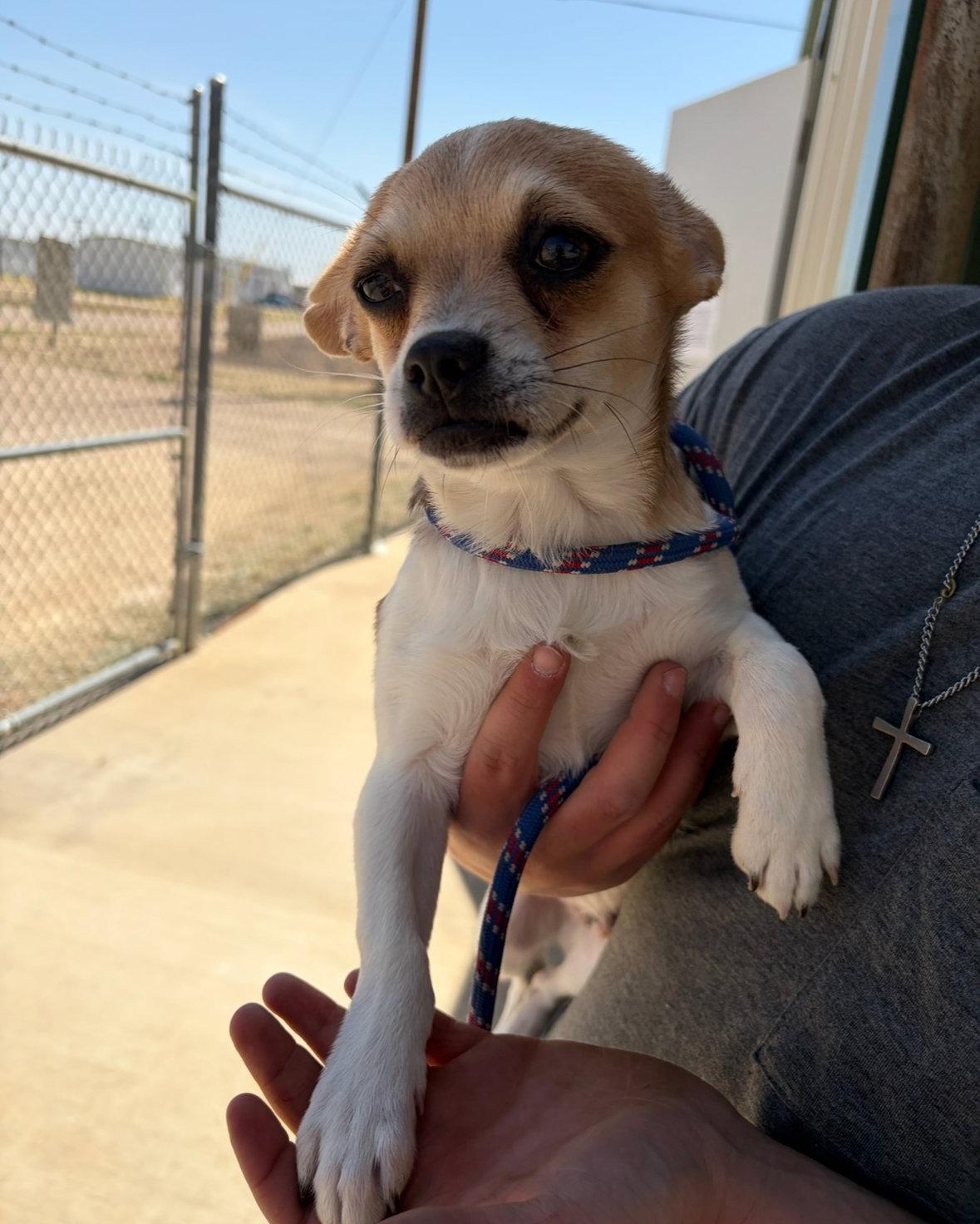 SPONSOR ME - Roger, a Adoptable Chihuahua in Grafton, WI image 2/3