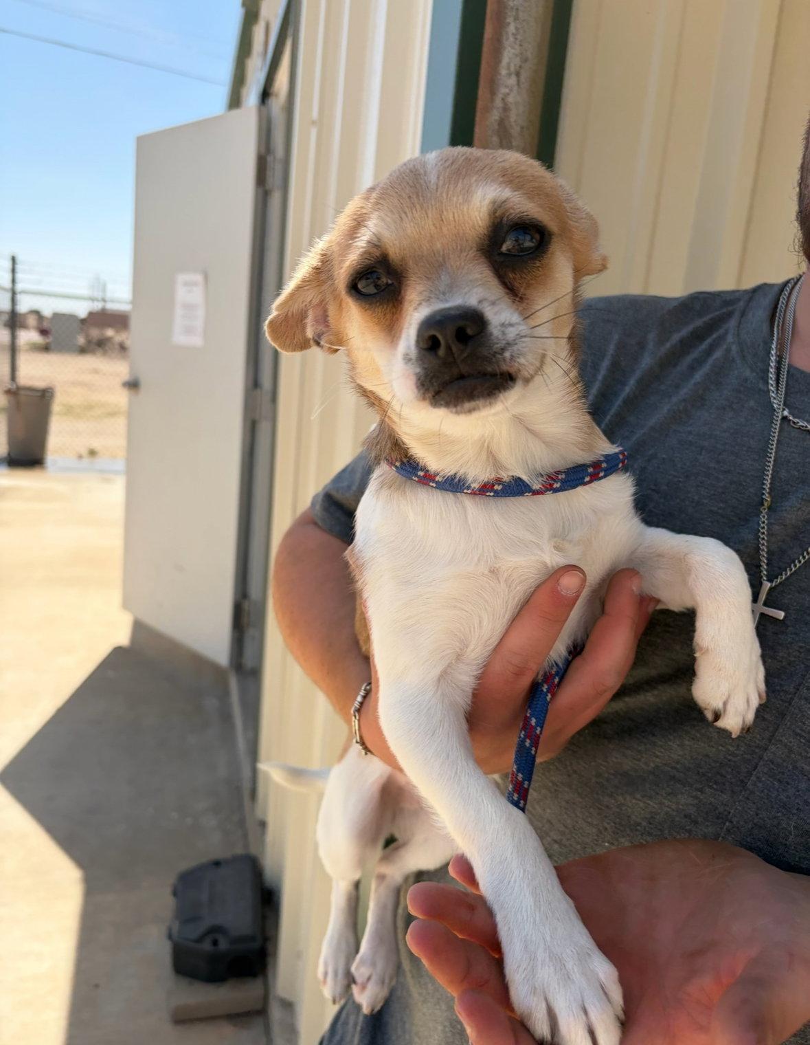 SPONSOR ME - Roger, a Adoptable Chihuahua in Grafton, WI image 3/3