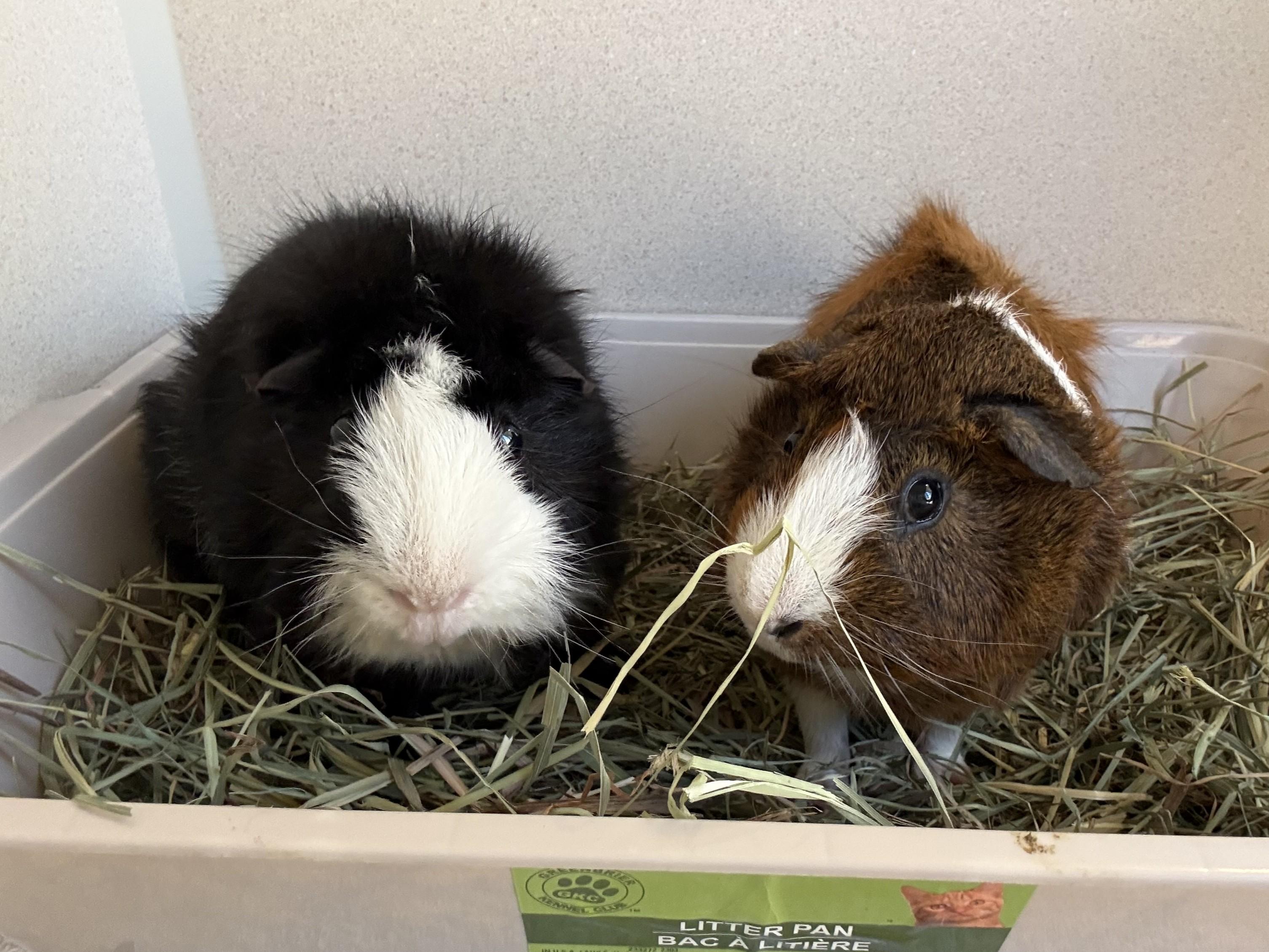 Enlarge Ernie & Bert, a Adoptable Guinea Pig in Eatontown, NJ image 4/4