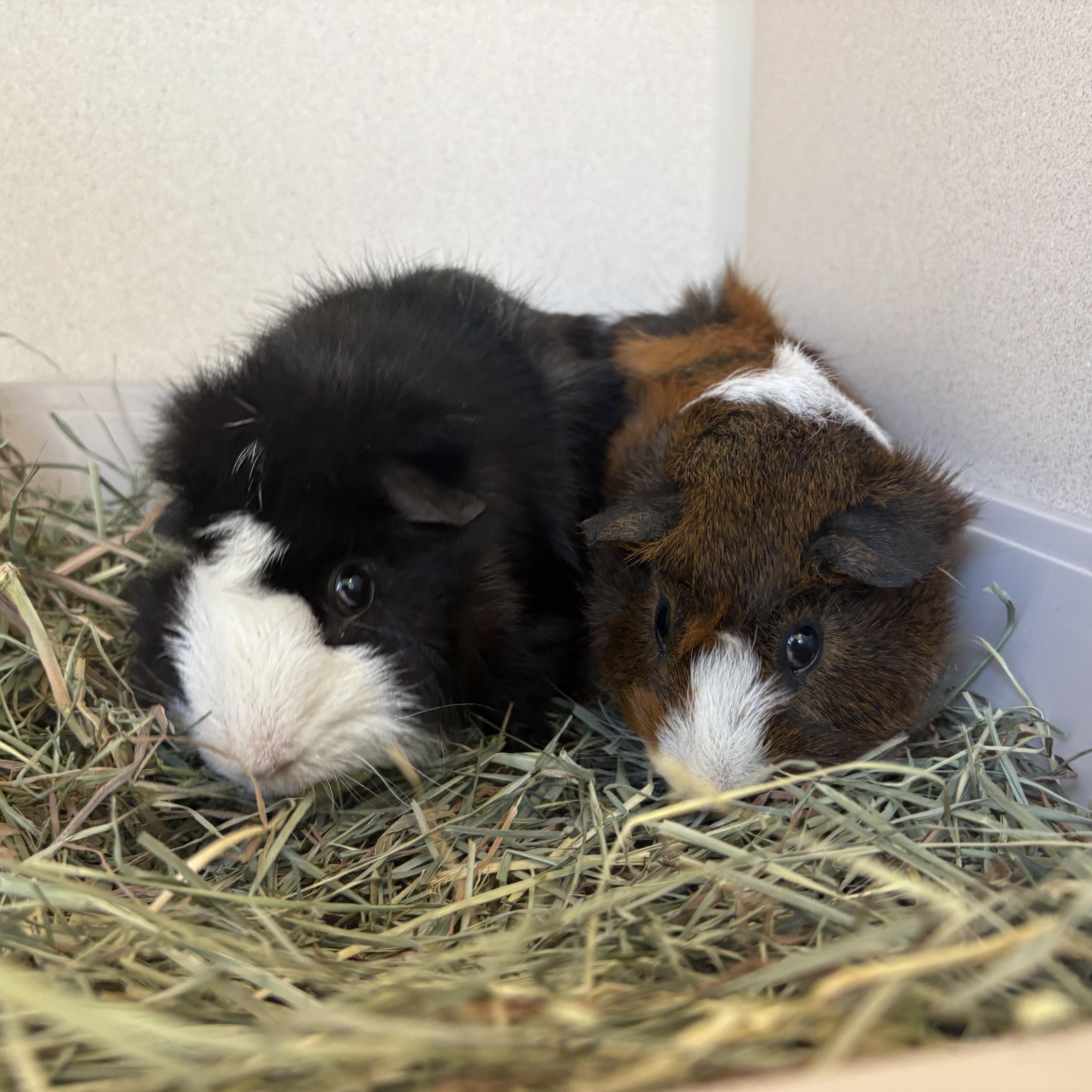 Enlarge Ernie & Bert, a Adoptable Guinea Pig in Eatontown, NJ image 1/4