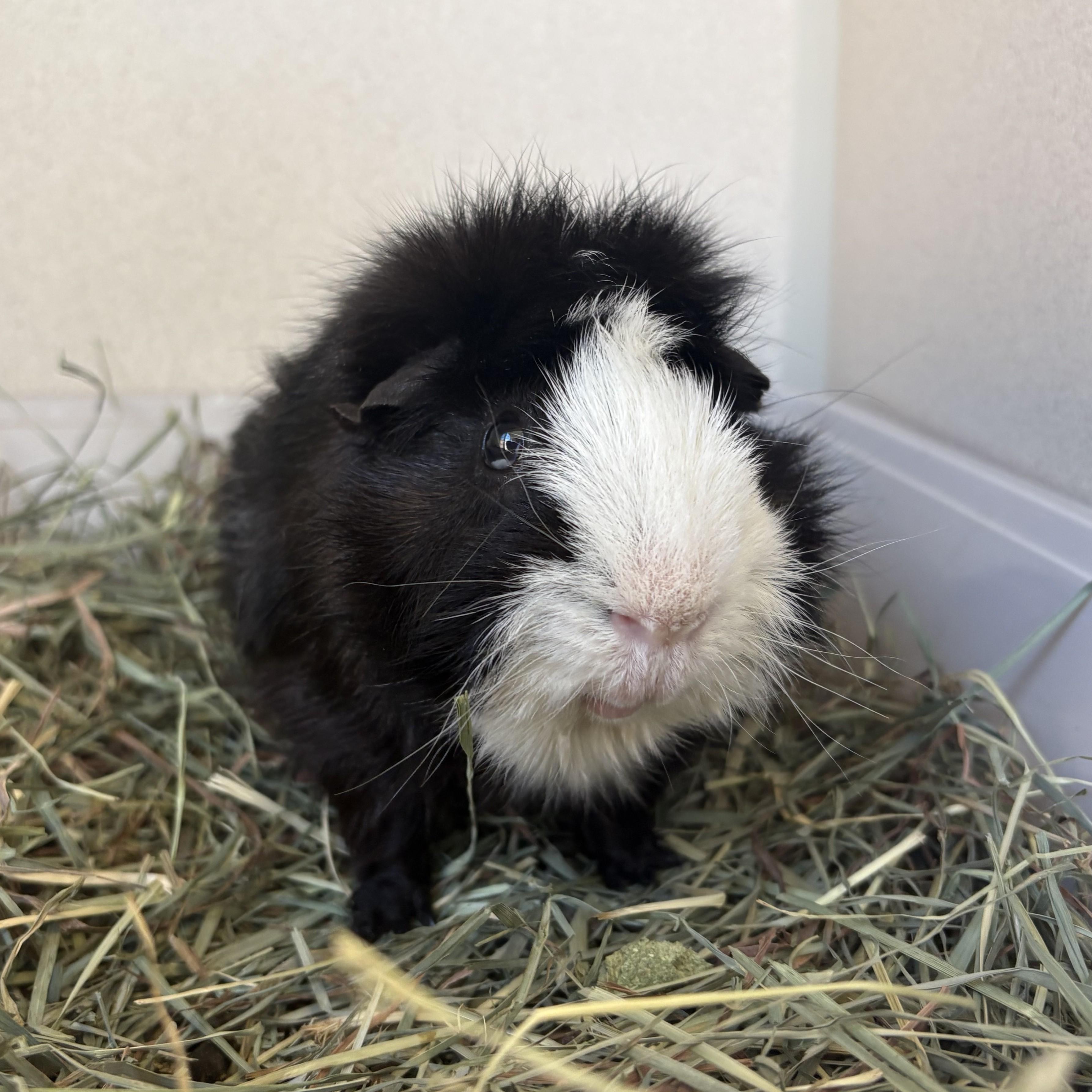 Enlarge Ernie & Bert, a Adoptable Guinea Pig in Eatontown, NJ image 3/4