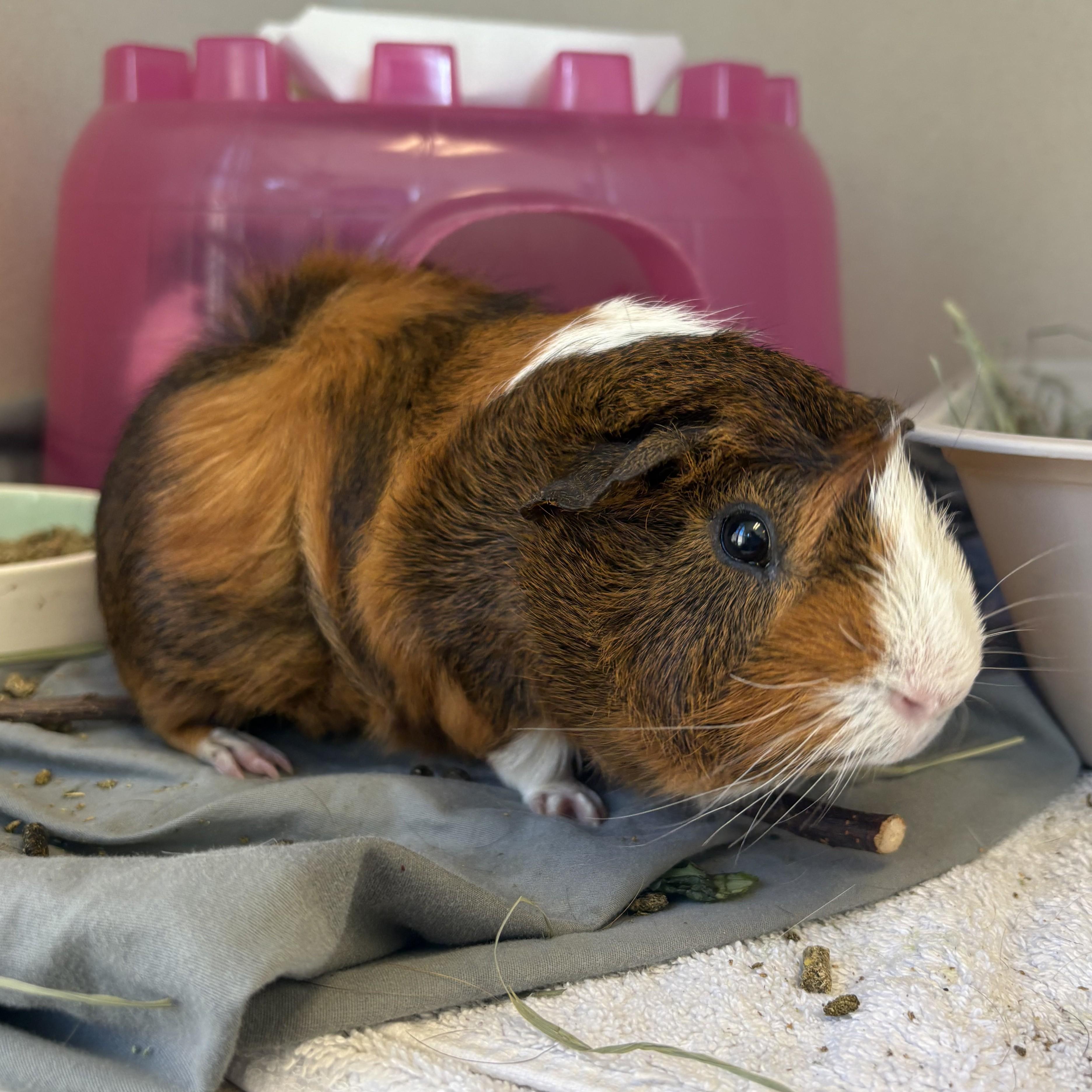 Enlarge Ernie & Bert, a Adoptable Guinea Pig in Eatontown, NJ image 2/4