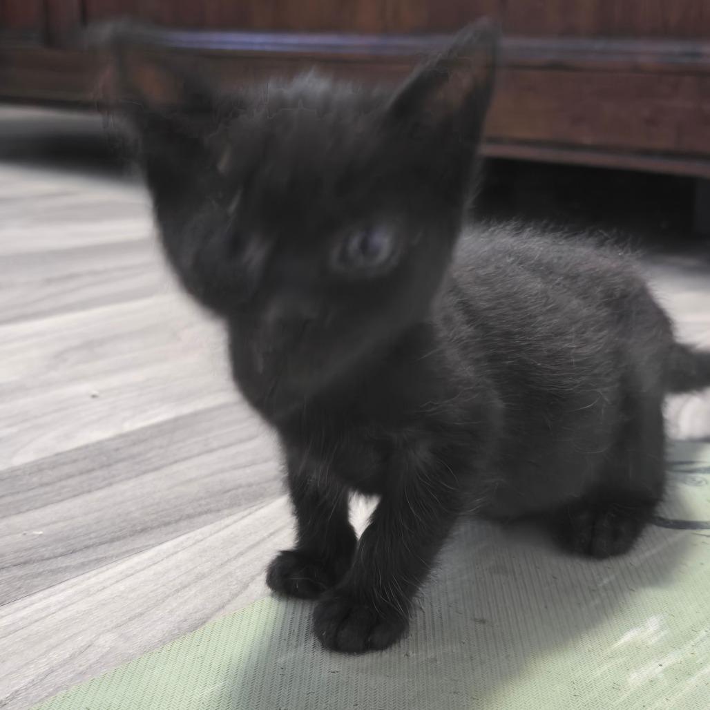 Ellie Enchilada, Adoptable, Kitten Female Domestic Medium Hair.