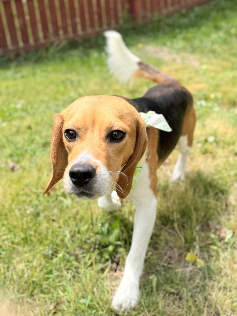 Multigrain, Adoptable, Adult Male Mixed Breed.