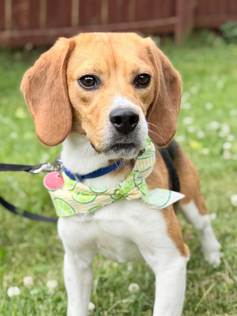 Enlarge Multigrain, a Adoptable mixed breed in Menomonie, WI image 2/4