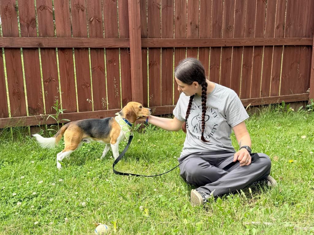 Enlarge Multigrain, a Adoptable mixed breed in Menomonie, WI image 3/4