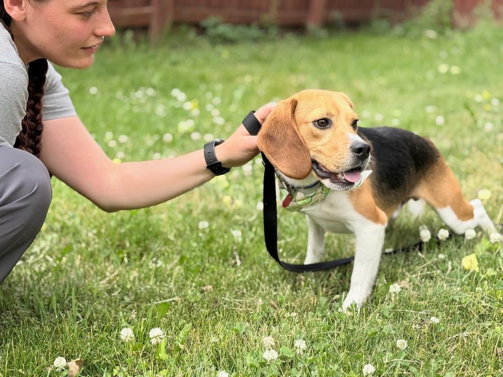 Enlarge Multigrain, a Adoptable mixed breed in Menomonie, WI image 4/4