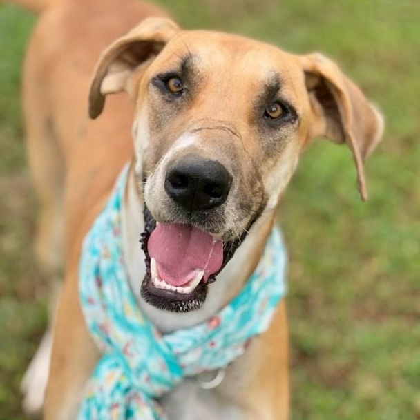 Maisy, a Adoptable Great Dane in Joppa, AL image 1/5