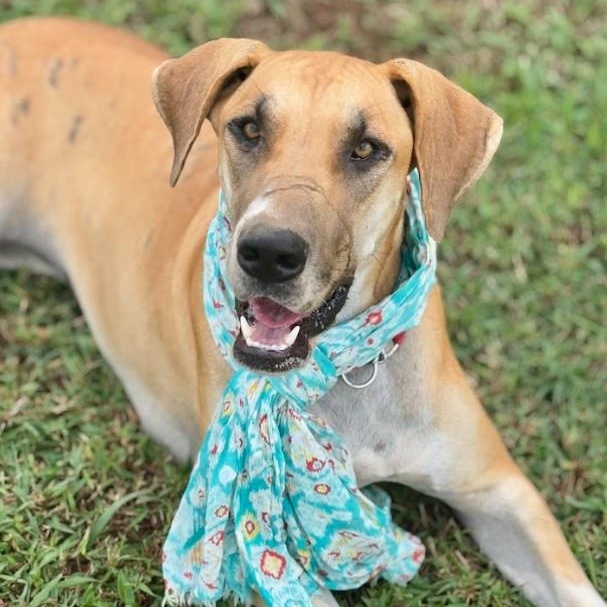 Maisy, a Adoptable Great Dane in Joppa, AL image 3/5