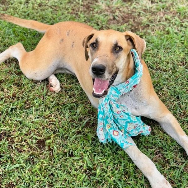 Maisy, a Adoptable Great Dane in Joppa, AL image 5/5