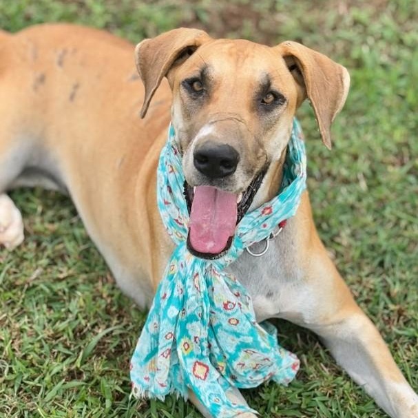 Maisy, a Adoptable Great Dane in Joppa, AL image 2/5