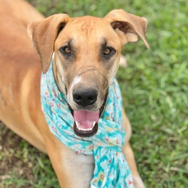 Maisy, a Adoptable Great Dane in Joppa, AL image 4/5