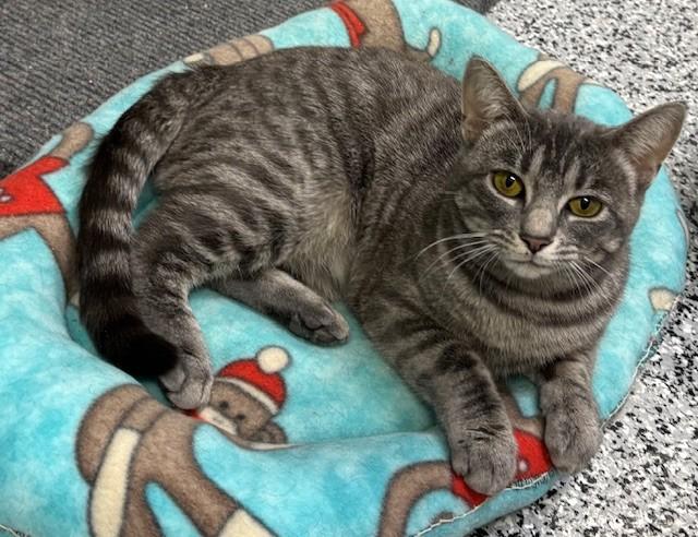 Rosette * — thumbnail 2