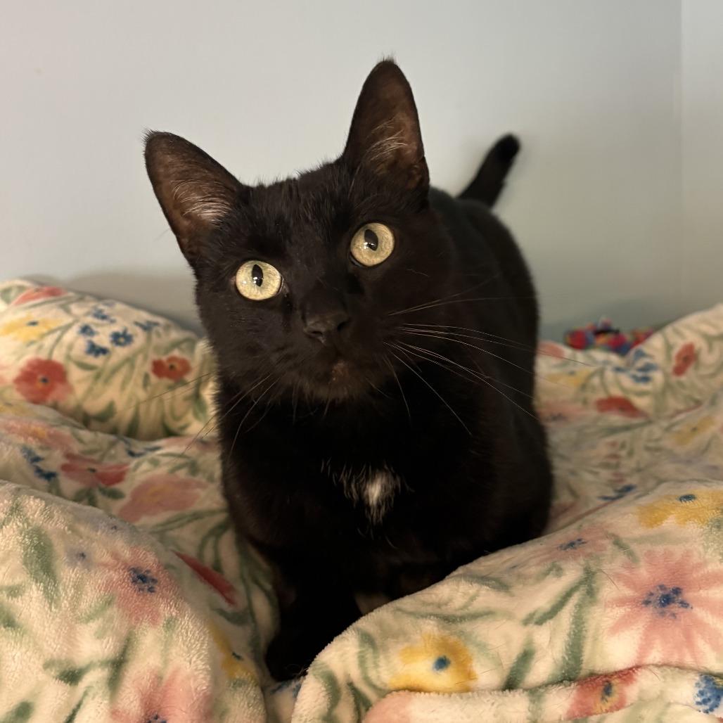 Gage C26-039, a Adoptable Domestic Short Hair in Elbow Lake, MN image 1/2