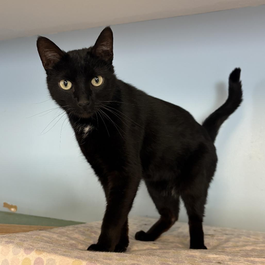 Gage C26-039, a Adoptable Domestic Short Hair in Elbow Lake, MN image 2/2