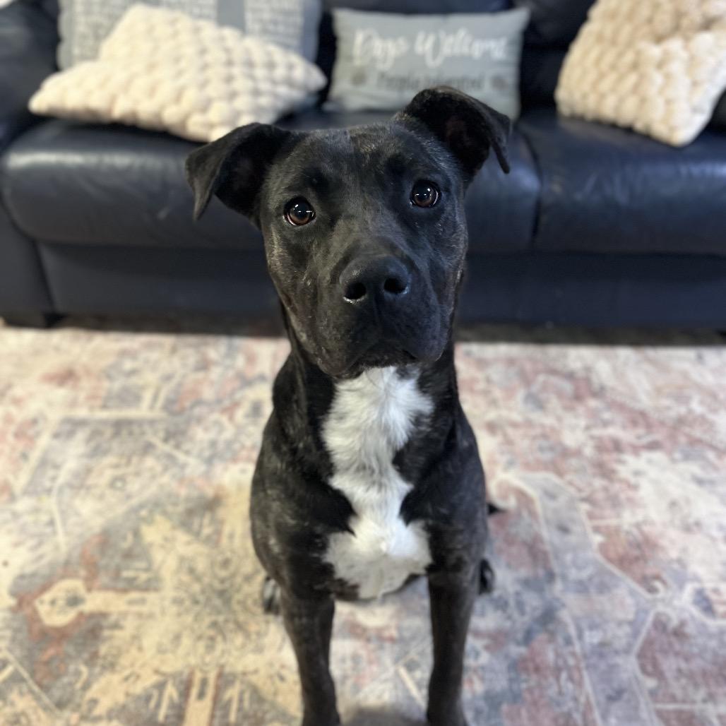 Enlarge Honey, a Adoptable mixed breed in Clarksville, AR image 1/6