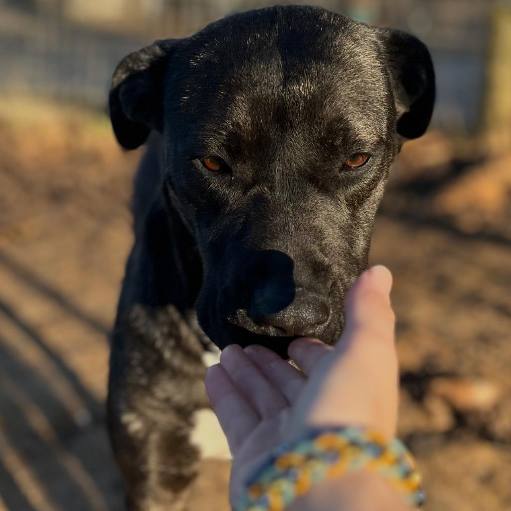 Honey, Adoptable, Young Female Pit Bull Terrier & Mixed Breed.