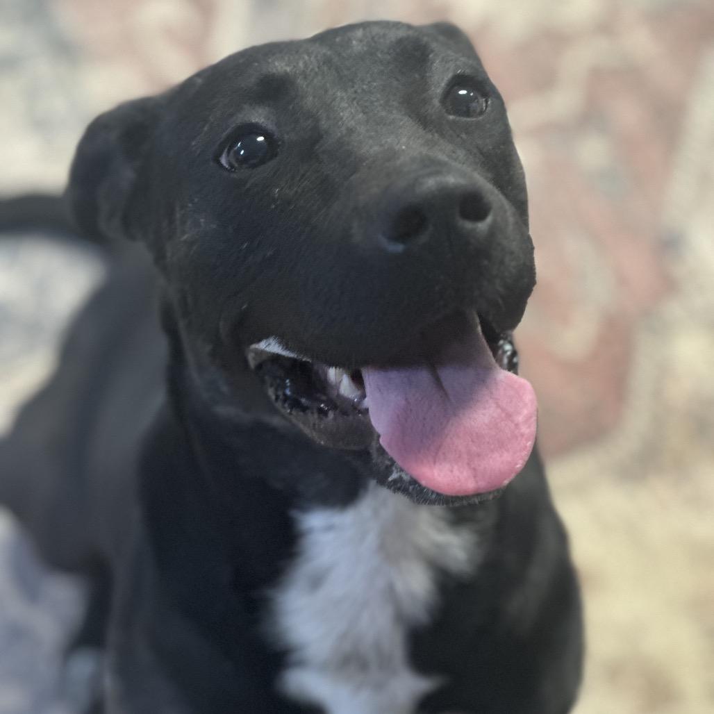 Honey, Adoptable, Young Female Pit Bull Terrier & Mixed Breed.