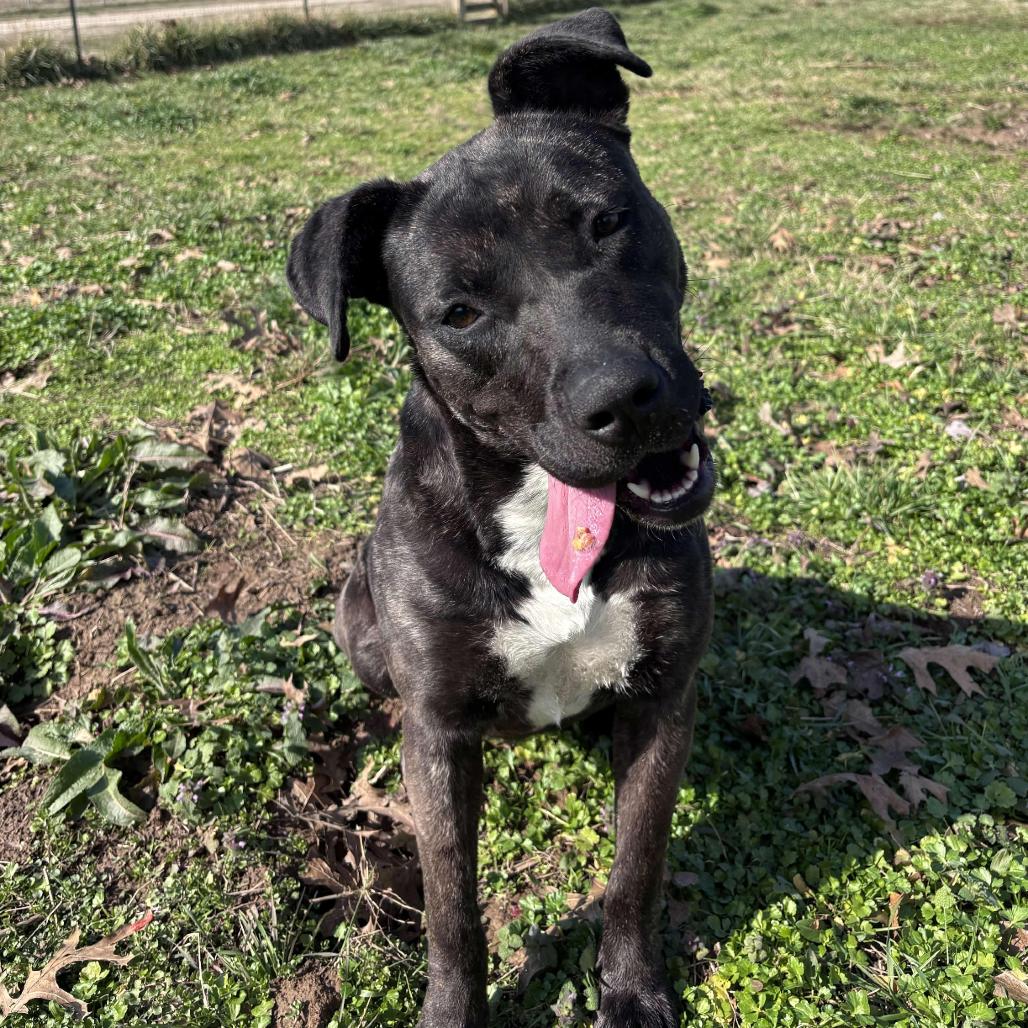 Enlarge Honey, a Adoptable mixed breed in Clarksville, AR image 4/6